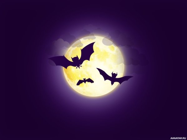 Летучая мышь