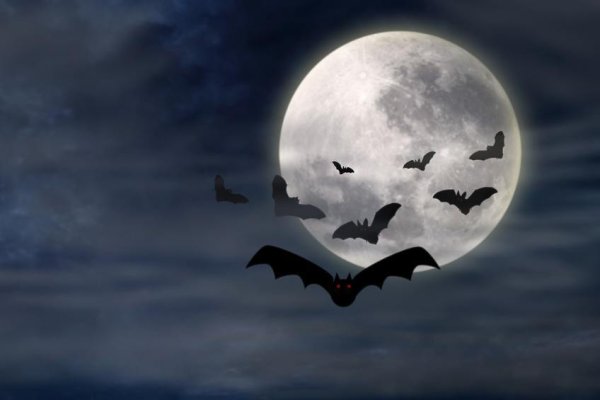 Ночное небо с летучими мышами