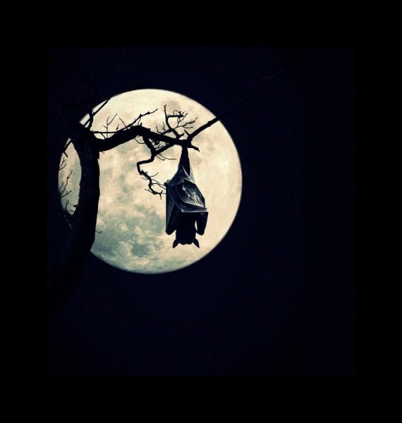 Луна и летучие мыши