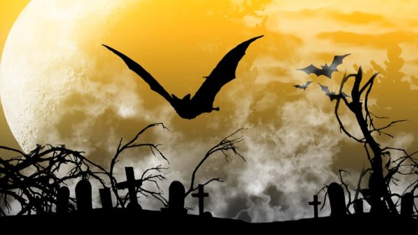 Летучие мыши в небе