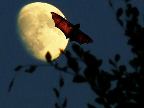 Луна и летучие мыши