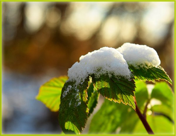 Снежное лето