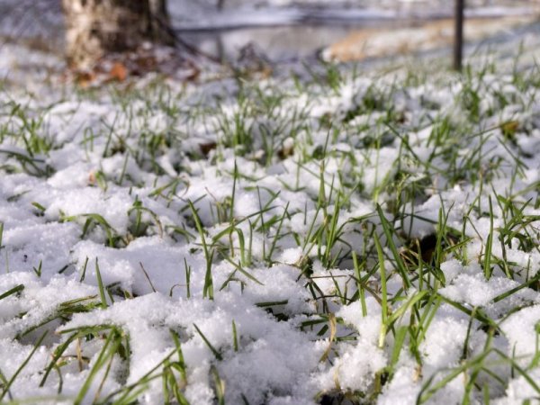 Летний снег