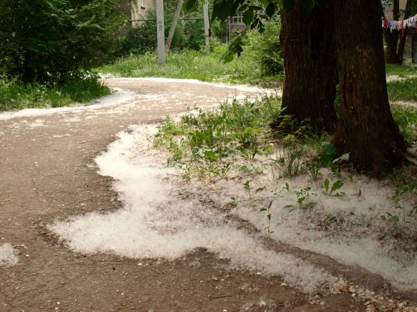 Летний снег