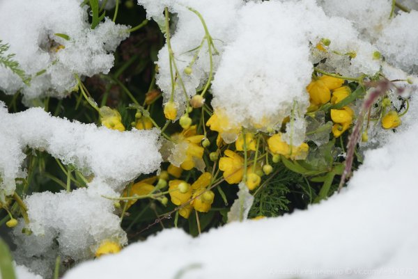 Зимнезеленые растения