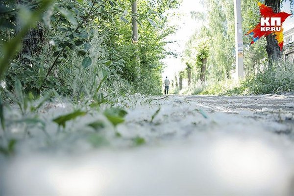 Картина Тополиный пух