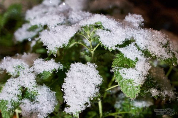 Мокрый снежный Покров фото