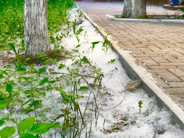 Тополиный пух Санкт Петербург