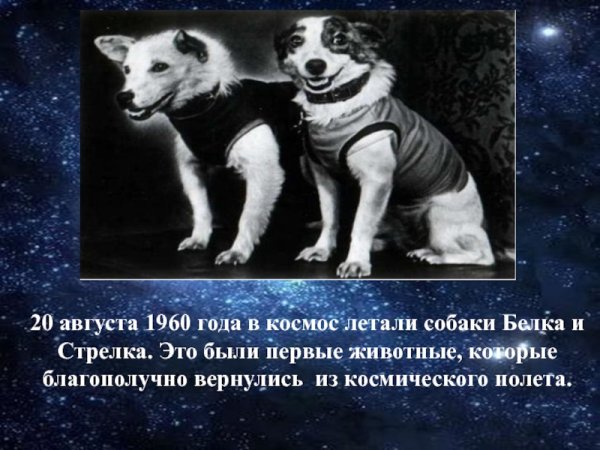 Белка и стрелка собаки которые летали в космос