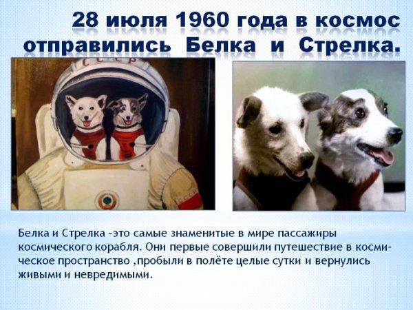Первый полет в космос белки и стрелки