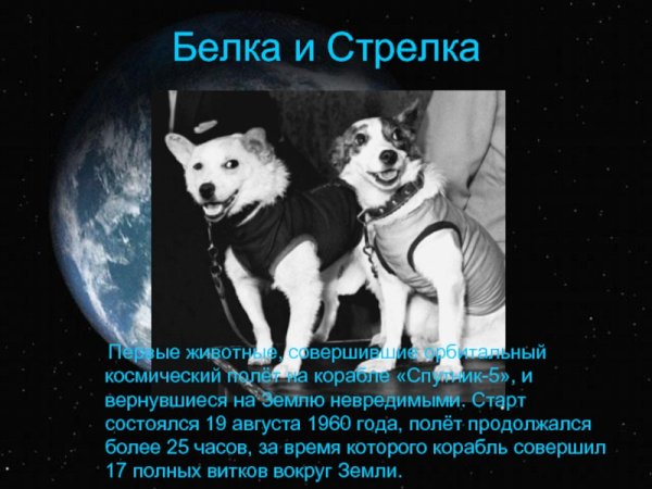 Королёв Сергей Павлович белка и стрелка