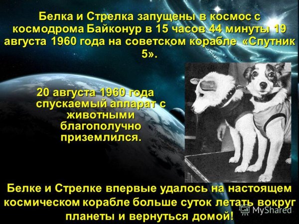 Белка и стрелка в космосе