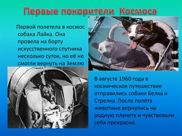 Первые собаки в космосе