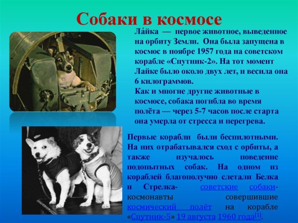 Первое животное полетевшее в космос