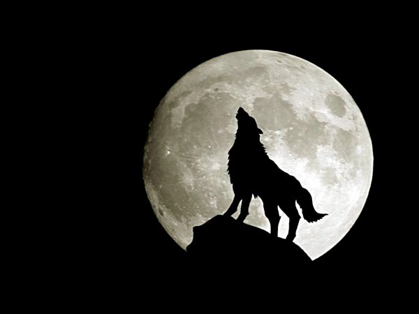 Черный и белый волк - 95 фото ★ витамин-п-байкальский.рф