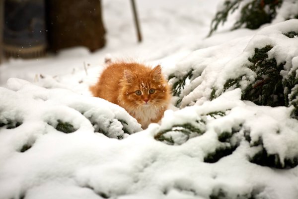 Рыжий кот зимой