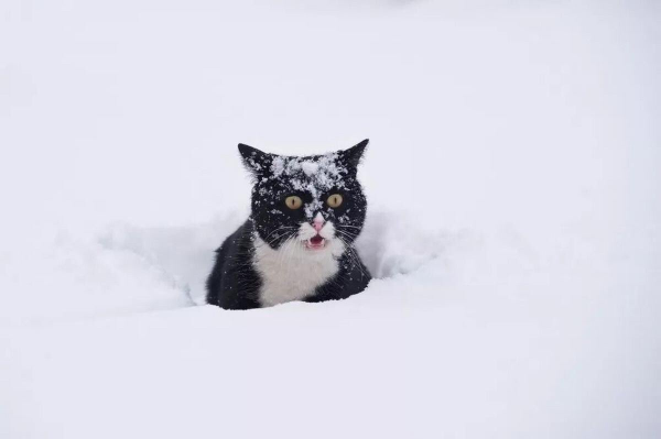 Кот в сугробе