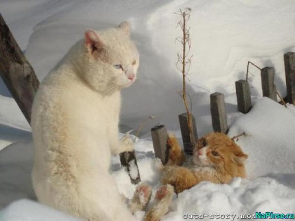 Зимние приколы с надписями