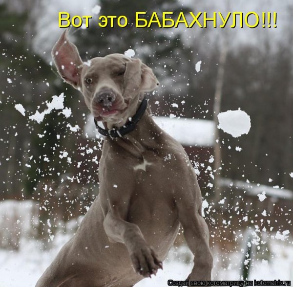 Первый снег собака