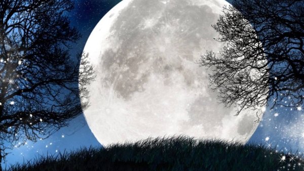 Лунные деревья