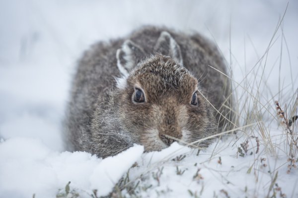Заяц Русак зимой зимой