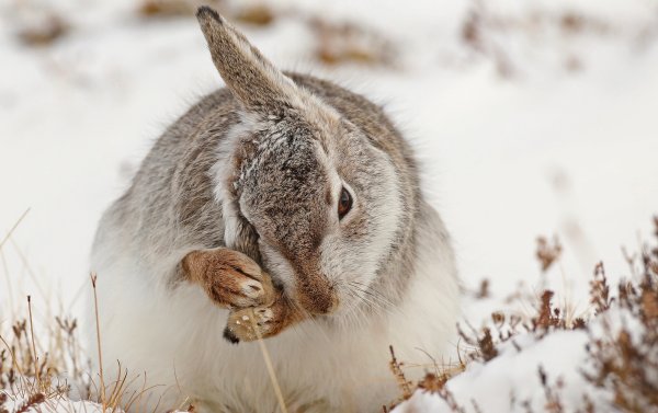 Заяц Русак питается зимой