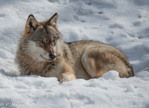 Волк в снегу