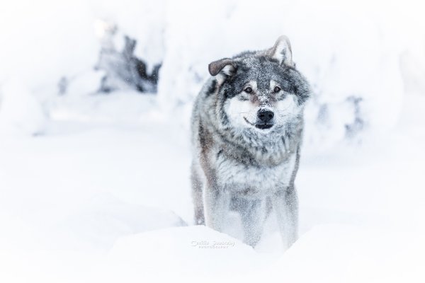 Морда волка в снегу