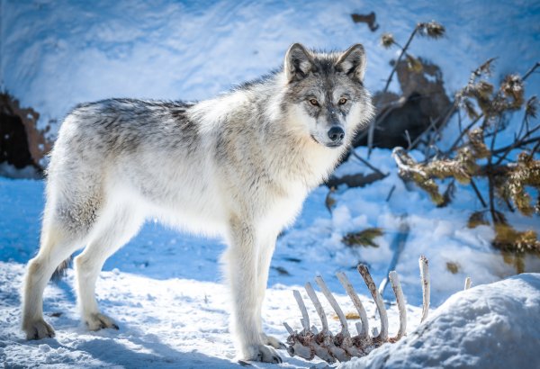 Волк в снегу