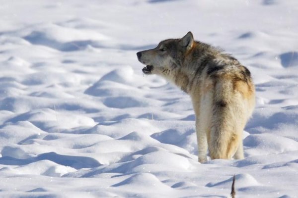 Волк, стоящий на снегу