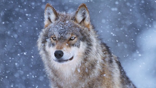 Снежный волк