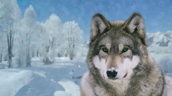 Морда волка на фоне гор