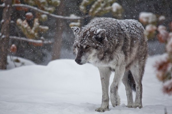 Волк в снегу
