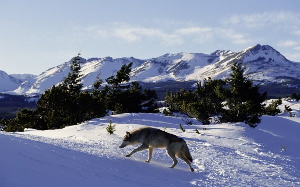 Волки в горах