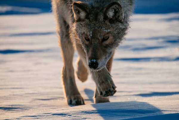 Бегущие волки в снегу