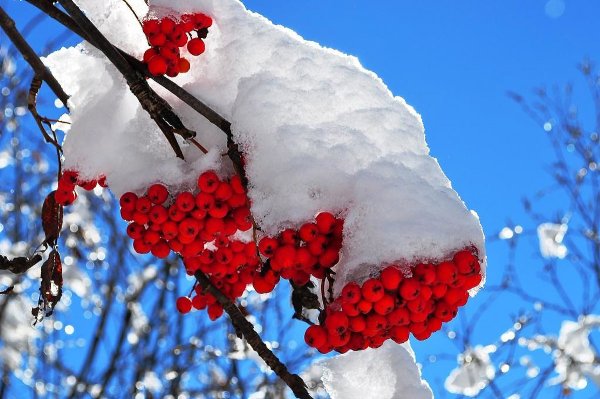 Ягоды рябины в снегу