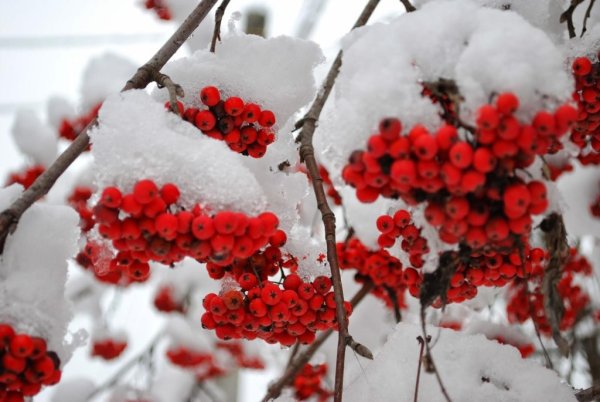 Гроздь рябины зимой