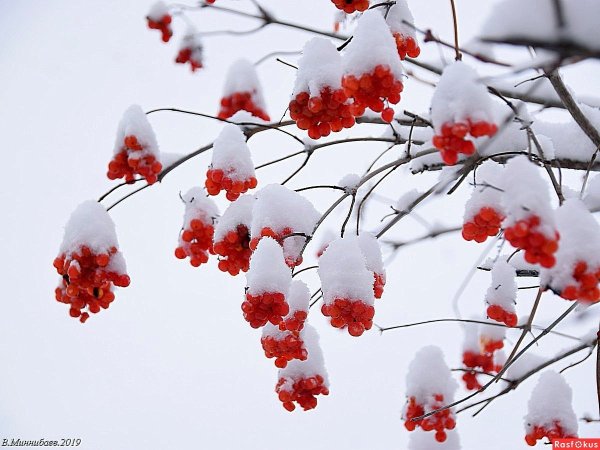 Калина в снегу