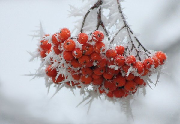 Рябина в снегу