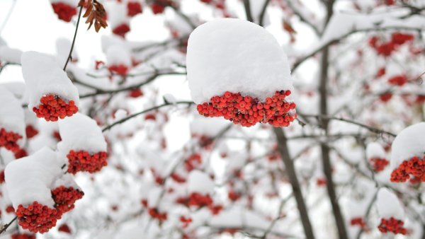 Рябина красная в снегу