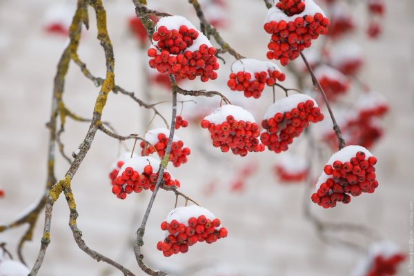 Калина красная Рябиновая веточка