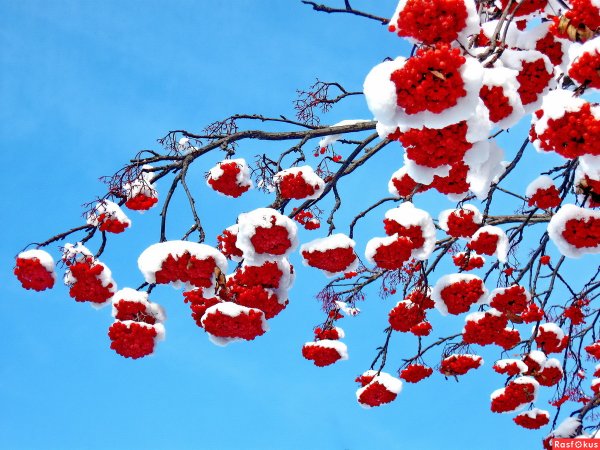 Зимняя рябина