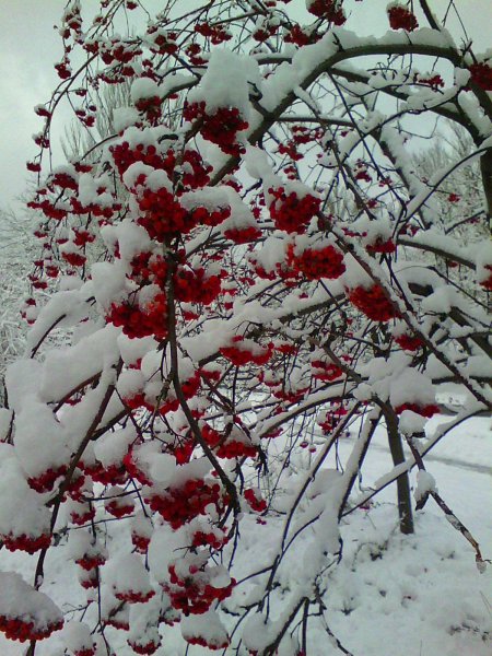 Рябина в снегу