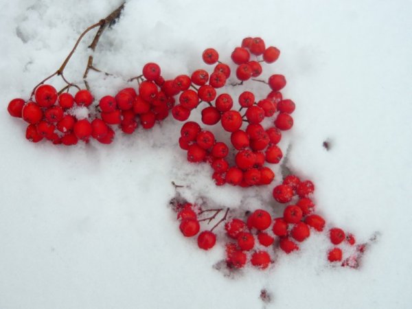 Красные бусы на снегу
