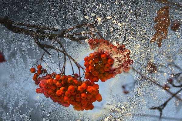 Предзимье рябина