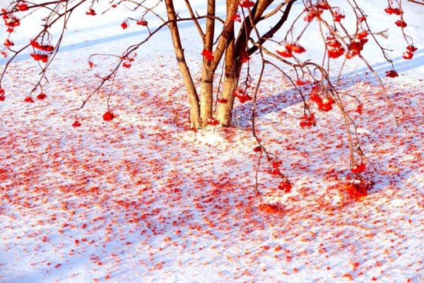 Ранняя зима