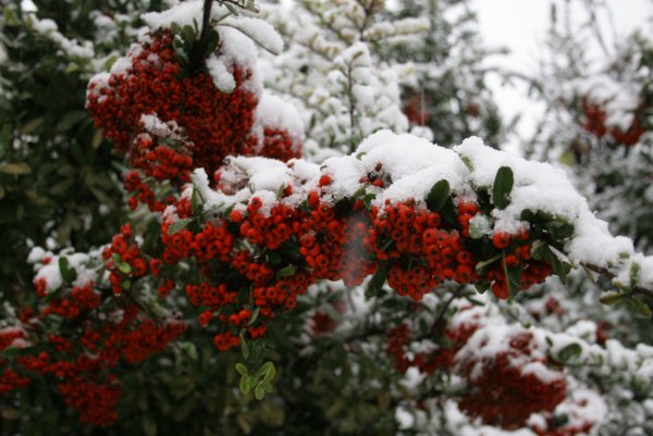 Рябины и елочки зимой