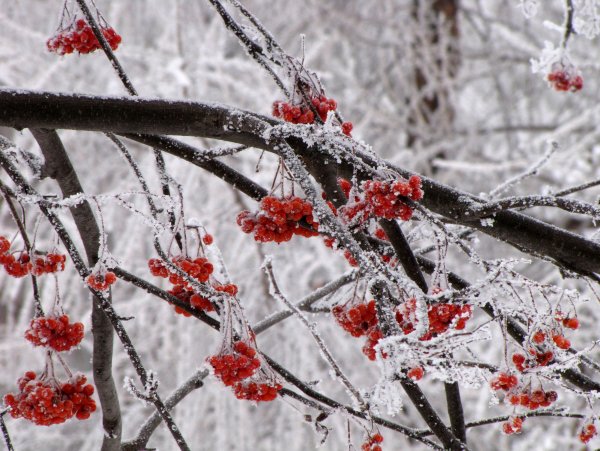 Рябина в снегу