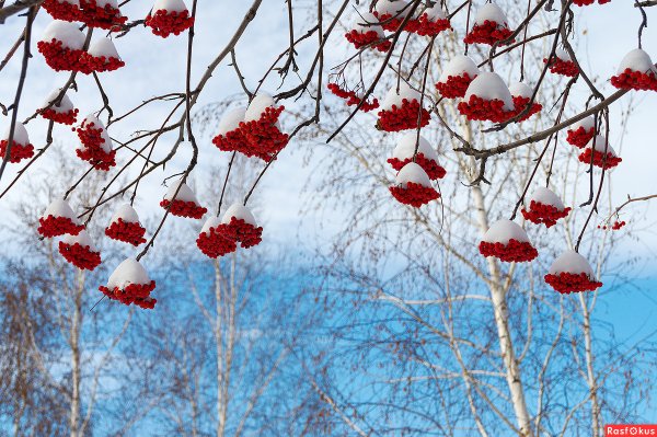 Рябина под снегом
