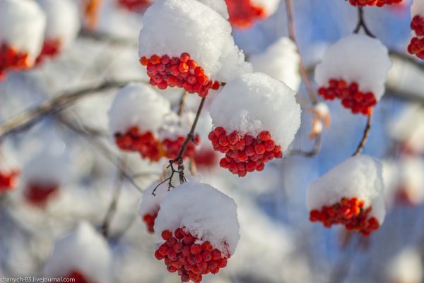 Зимняя рябина